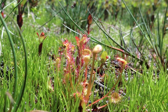 ナデシコ目 京都伝統文化の森プロジェクト