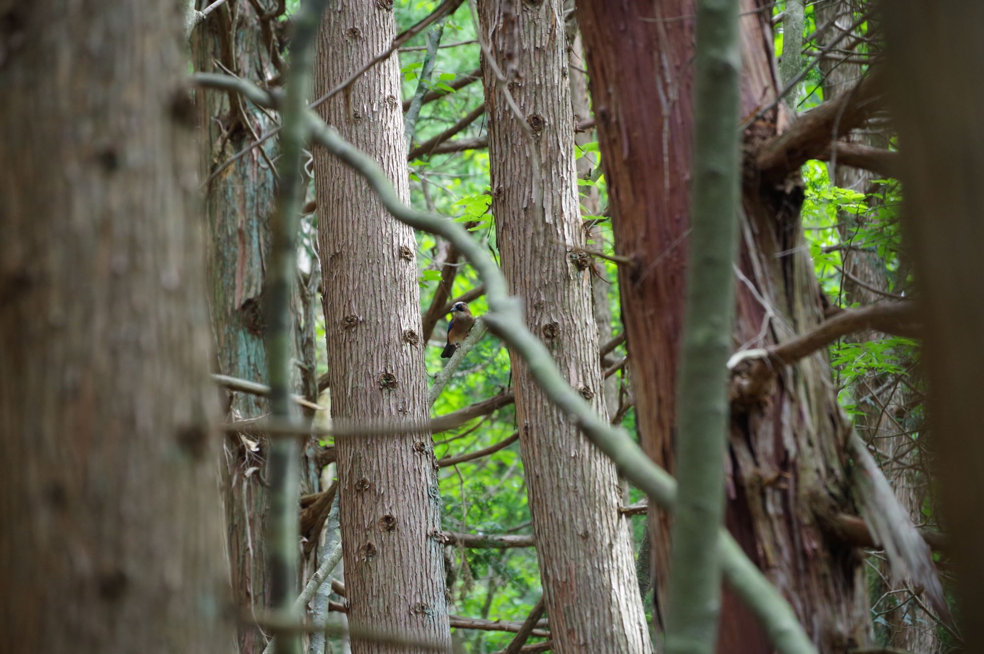 カケス属 京都伝統文化の森プロジェクト