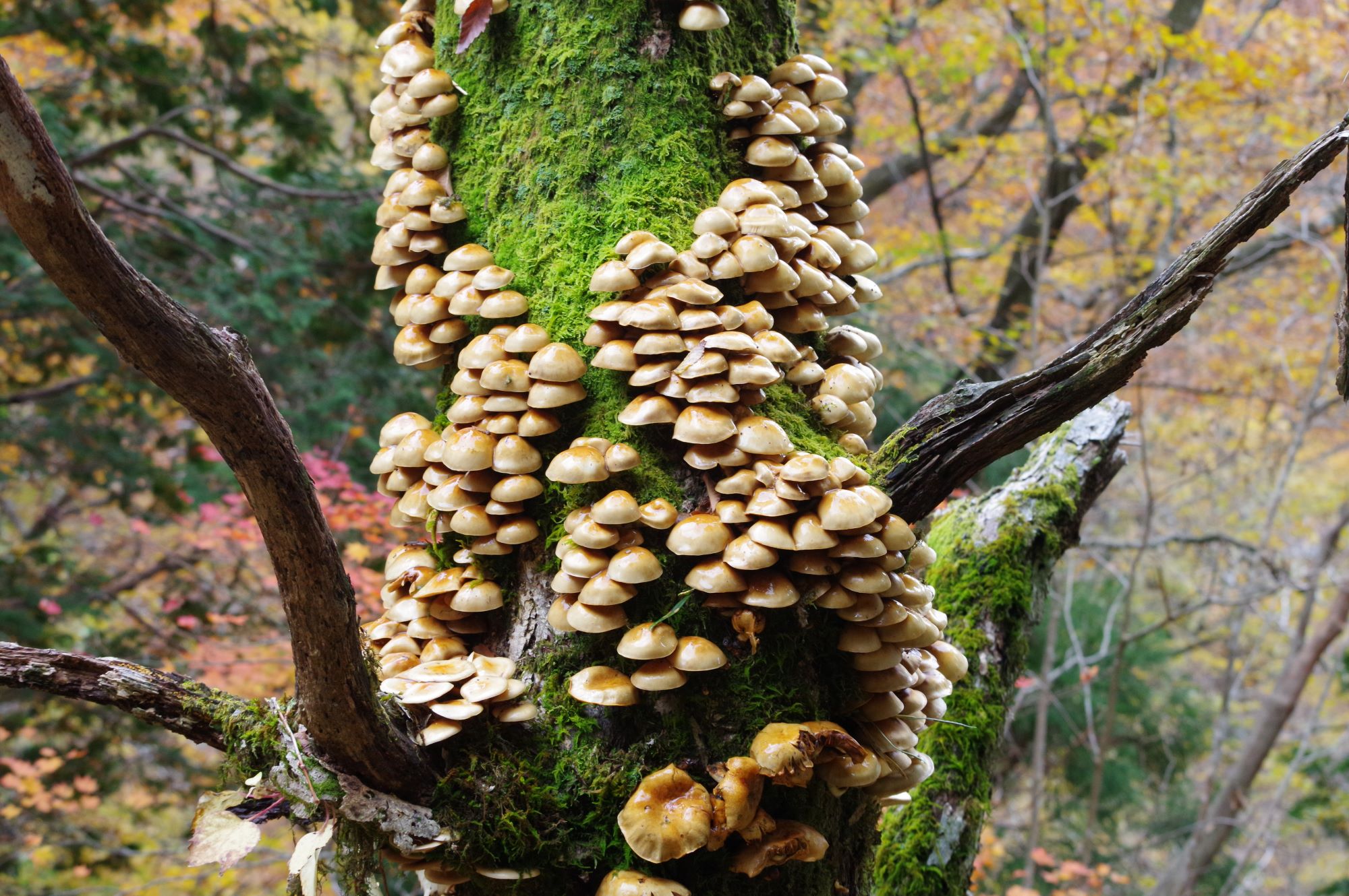 モエギタケ科 京都伝統文化の森プロジェクト