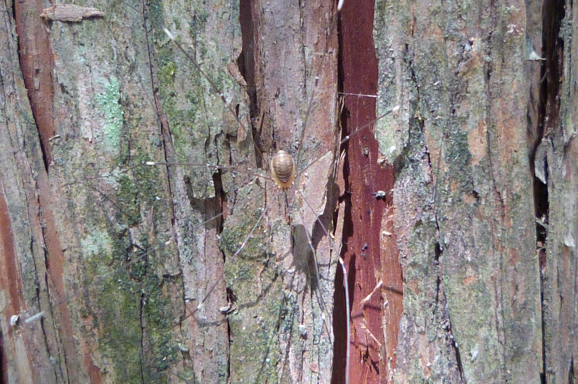 節足動物門 鋏角亜門 京都伝統文化の森プロジェクト